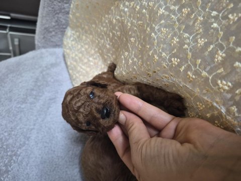 Toy poodle erkek yavrular