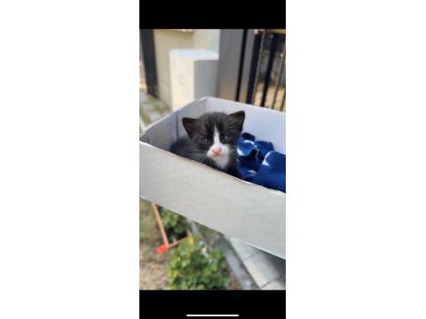 Acil yuva 3 haftalık bebek kedimiz