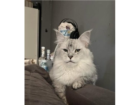 Xxl şampiyon kan hattı maine coon yavruları şecereli