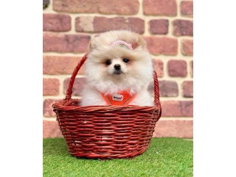 Sevimli pomeranian boo yavrularımız