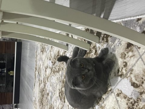 Scottish fold erkek kedimiz