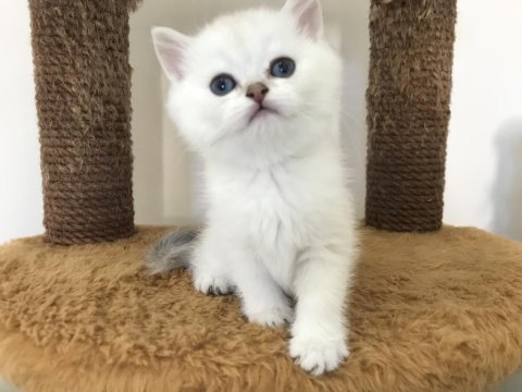 Mama karşılığında british shorthair
