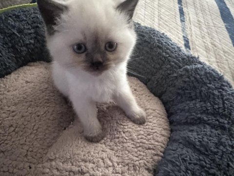 2 aylık british shorthair point blue yavrular