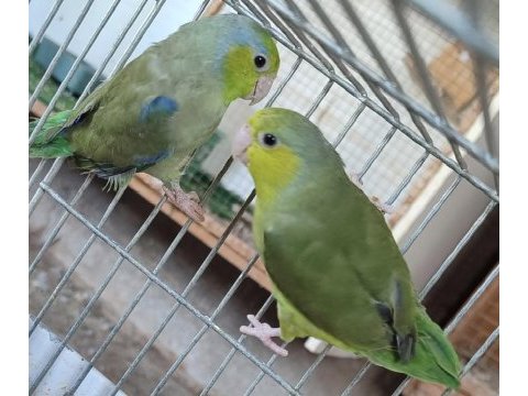 Mükemmel forpus yavruları kaçıran üzülür 