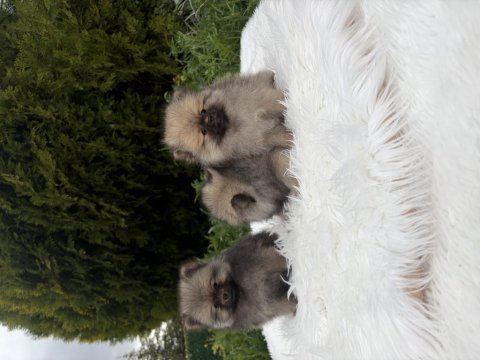 Üst kalite pomeranian boo