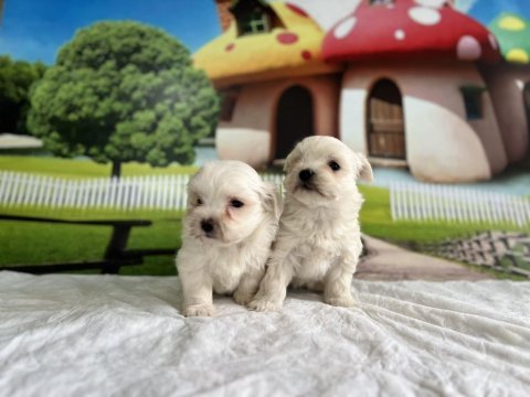 Maltese terrier yavru