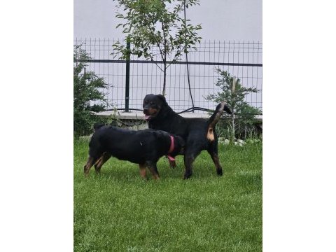 Rottweiler yavrularımız yeni yuvasını arıyor