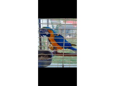 Ara macaw papağanı için ulaşın