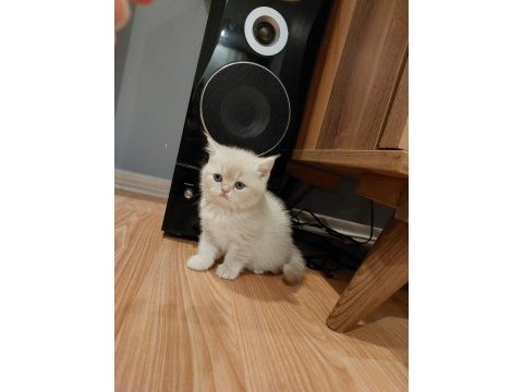 Exotic shorthair yavrumuz yeni evini arıyor