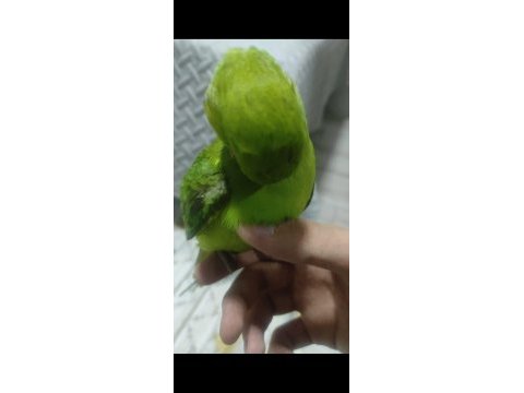Full set 9 aylık eğitime açık pakistan papağanımız