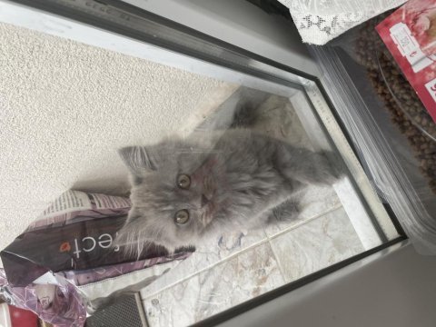 British longhair sevimli yavru