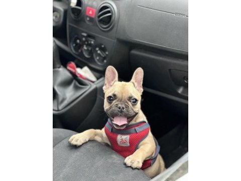 4 aylık dişi 0 numara french bulldog
