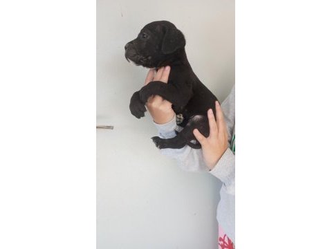 Dev cane corso yavruları