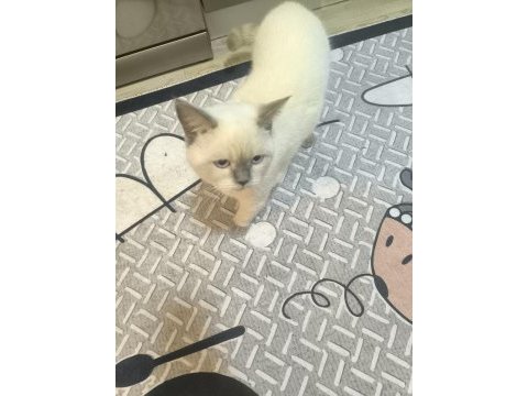 British shorthair kedimize güzel bir yuva arıyoruz