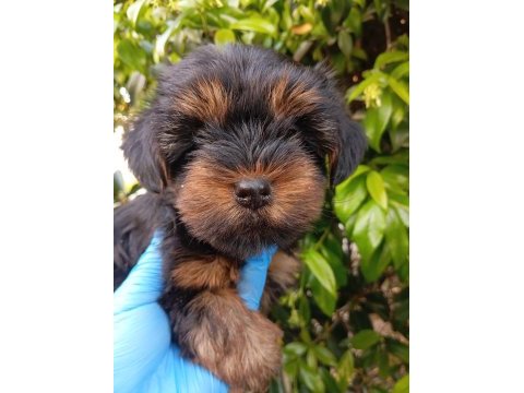Irk ve sağlık garanti yorkie bebekler