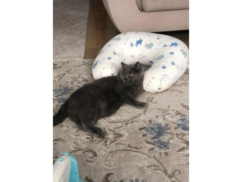 Sevimli kedimize sıcak bir yuva arıyoruz
