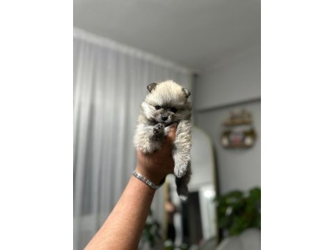 Teslime hazır pomeranian bebekler