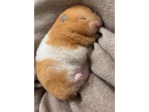 Teddy bear hamster