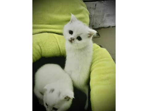British shorthair yavrular