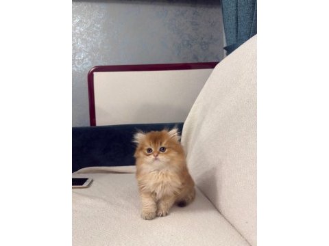 Golden british longhair