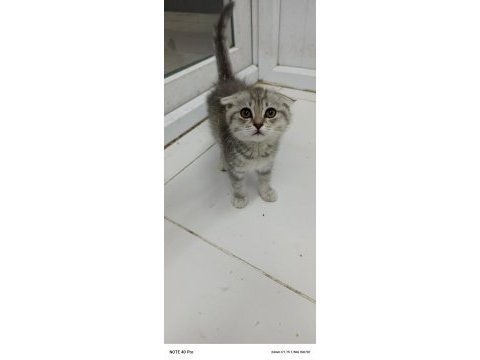 Yeni yuvalarına gitmeye hazır kediler