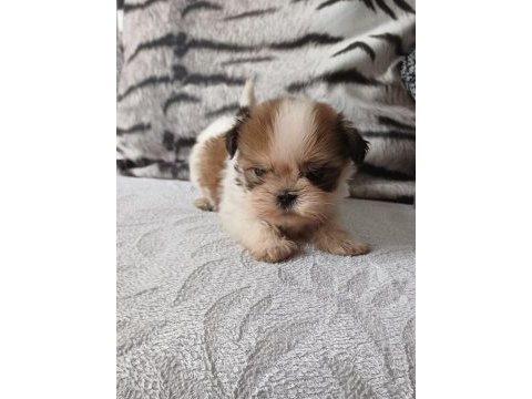 Shih tzu yavrular