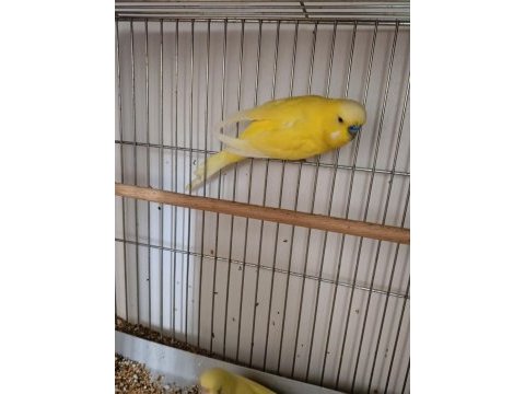 Çok güzel ve sağlıklı muhabbet kuşlar