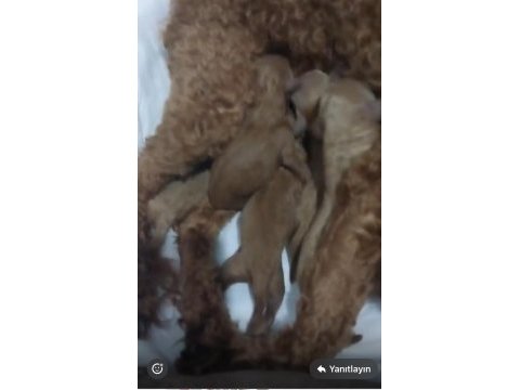 Kore red brown poodle a kalite bebek yüzlü 1 aylık oğlumuz