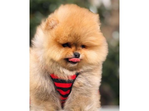 Sağlıklı ırk garantili pomeranian boo