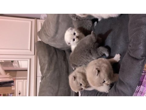 1 aylık scottish fold yavrular