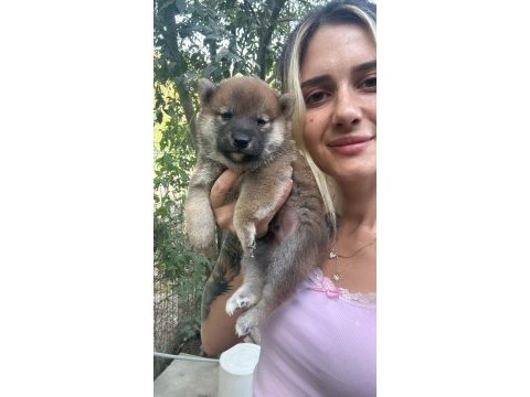 Shiba inu yavruları