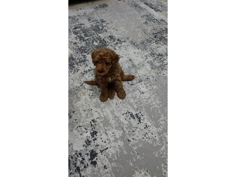 3 aylık toy poodle