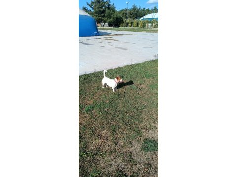 2 yaşında köpeğimiz maylo