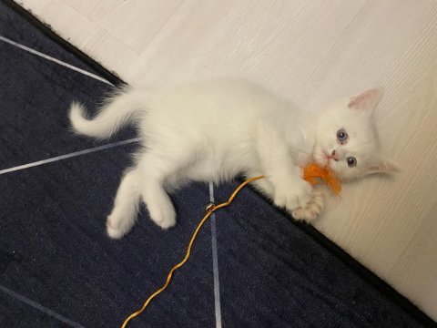 1.5 aylık beyaz british shorthair