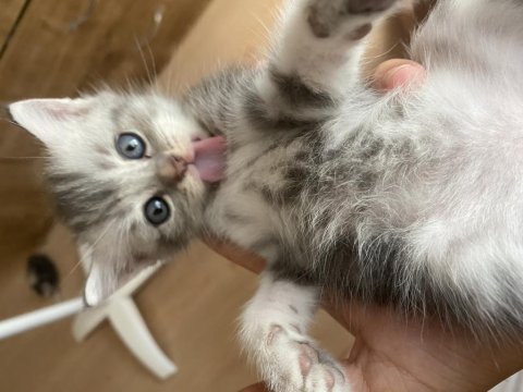 British shorthair kedimiz sahiplendirilecektir