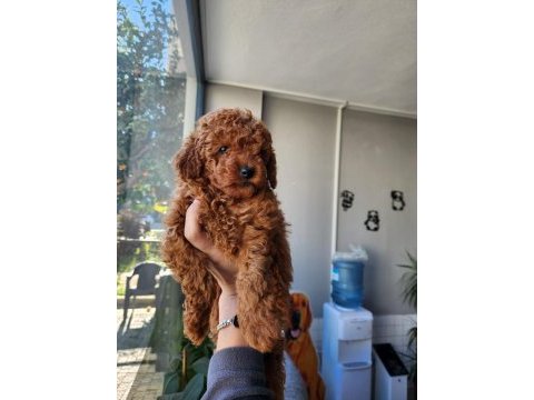 Safkan 0 numara toy poodle