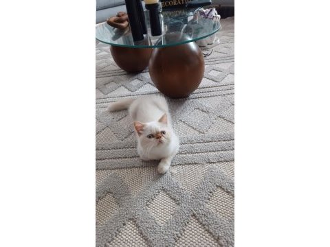 Show kalite ırk garantili exotic shorthair bebeğimiz