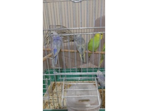 Yeni yeme düşen rainbow spangle muhabbet kuşu yavrular