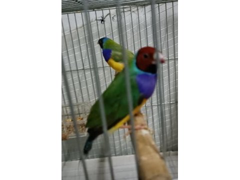 Sahibinden goldian finch