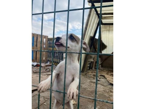 Jack russell melezleri için acil yuva sıcak yuvaları olsun