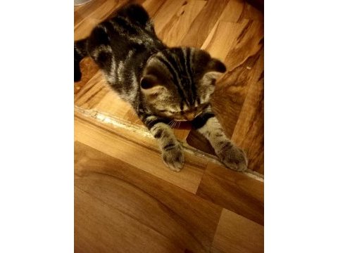 Safkan scottish fold yavrumuzu sahiplendiriyoruz