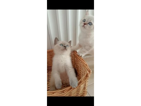 Mavi gözlü blue point british shorthair yavrular