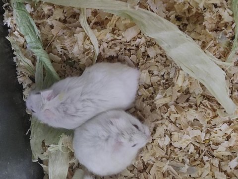 Sahibinden hamsterler