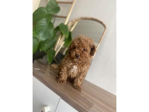 Kore kan orjinal erkek toy poodle
