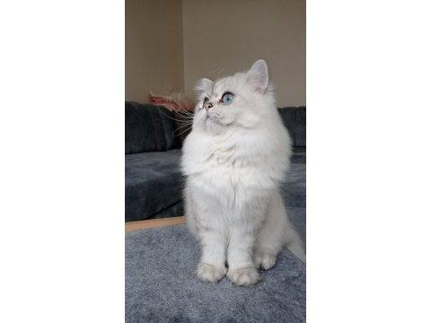 Kedimiz ömürlük yuva arıyorlar