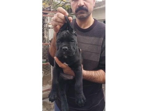 Show kalitede perfect erkek cane corso yavruları
