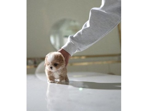 Yarışma düzeyi kore micro boy maltipoo cindy