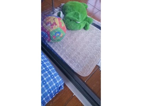 Toy poodle 6 aylık köpeğimiz