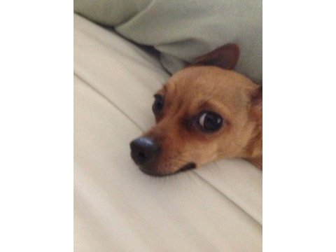 1,5 yaşında pinscher sahiplendirme