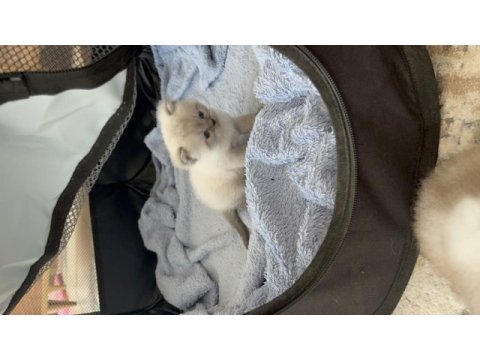 Blue point erkek british shorthair bebeğim